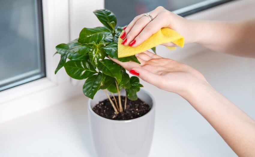 چگونه گیاهان خود را در مقابل سرما ،گرما و افت محافظت کنیم